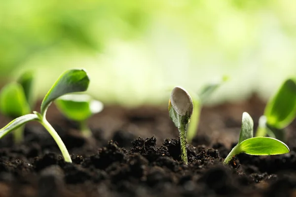 室外土壤中生长的蔬菜幼苗 文字空间 — 图库照片
