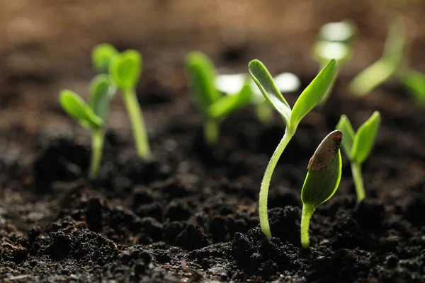 Jonge Groentezaailingen Groeien Grond Buiten Ruimte Voor Tekst — Stockfoto