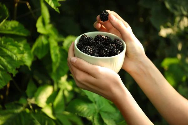 Vrouw Plukken Bramen Tuin Zonnige Dag Close — Stockfoto