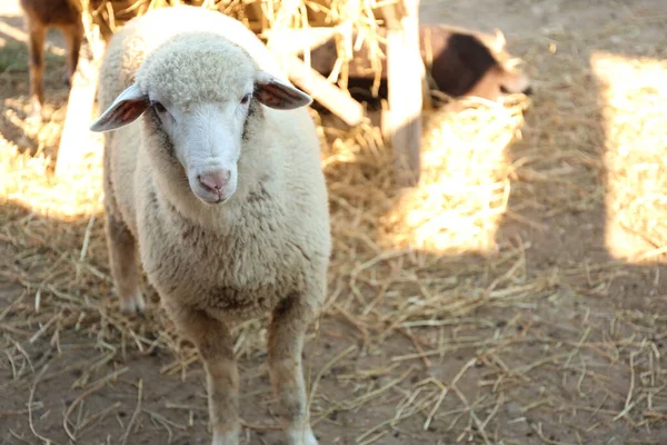 Carino Pecore Divertenti Fattoria Zootecnia — Foto Stock