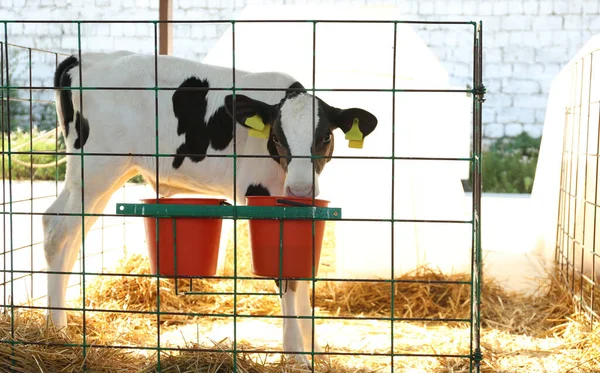 Ziemlich Kleines Kalb Käfig Auf Dem Bauernhof Tierhaltung — Stockfoto