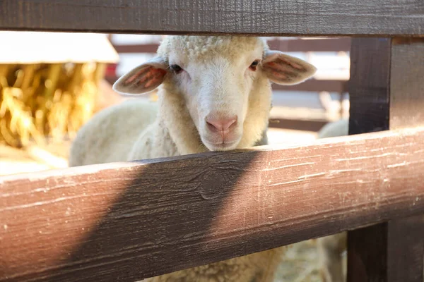 Cute Śmieszne Owce Pobliżu Ogrodzenia Farmie Hodowla Zwierząt — Zdjęcie stockowe