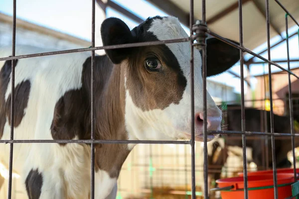 Çiftlikteki çitlerin arkasında şirin bir buzağı, yakın plan. Hayvancılık.