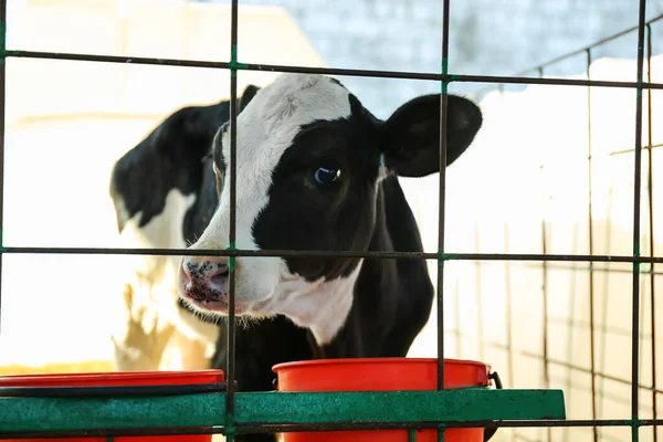 Hübsches Kalb Hinter Zaun Auf Bauernhof Tierhaltung — Stockfoto