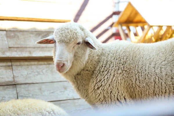 Cute Śmieszne Owce Farmie Hodowla Zwierząt — Zdjęcie stockowe