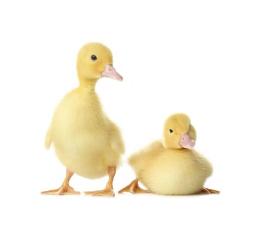 Beyaz arka planda sevimli tüylü ördekler. Çiftlik hayvanları