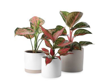 Çiçek saksılarındaki güzel Aglaonema bitkileri beyaza izole edilmiş. Ev dekorasyonu