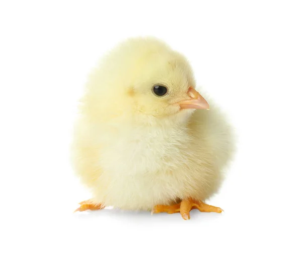 Słodki Puszysty Kurczak Białym Tle Zwierzęta Gospodarskie — Zdjęcie stockowe