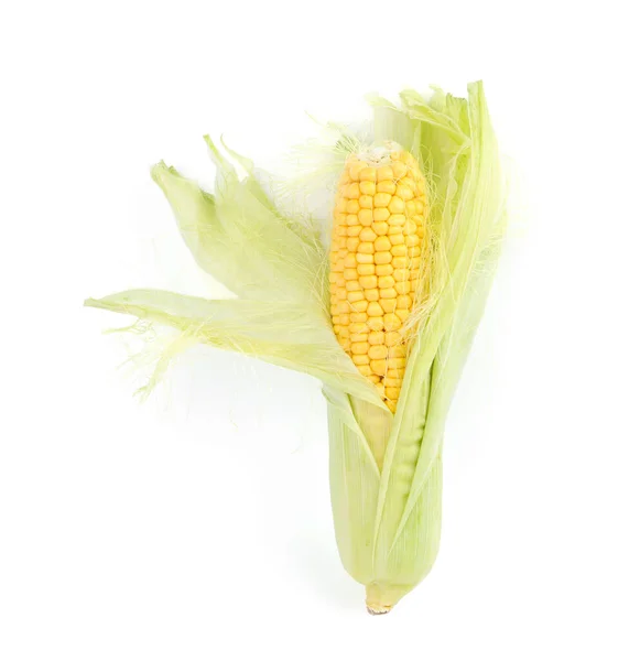 Ripe Raw Corn Cob Husk Isolated White — Stock Photo, Image