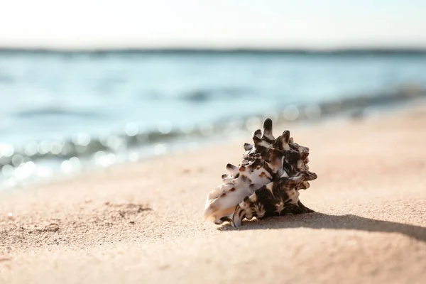 Bella Conchiglia Sulla Spiaggia Sabbia Spazio Testo — Foto Stock