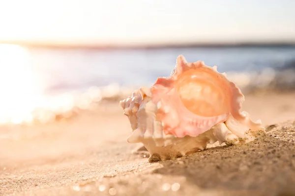 Bella Conchiglia Sulla Spiaggia Sabbia Spazio Testo — Foto Stock