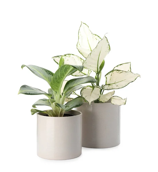 Belas Plantas Aglaonema Vasos Isolados Branco Decoração Casa — Fotografia de Stock