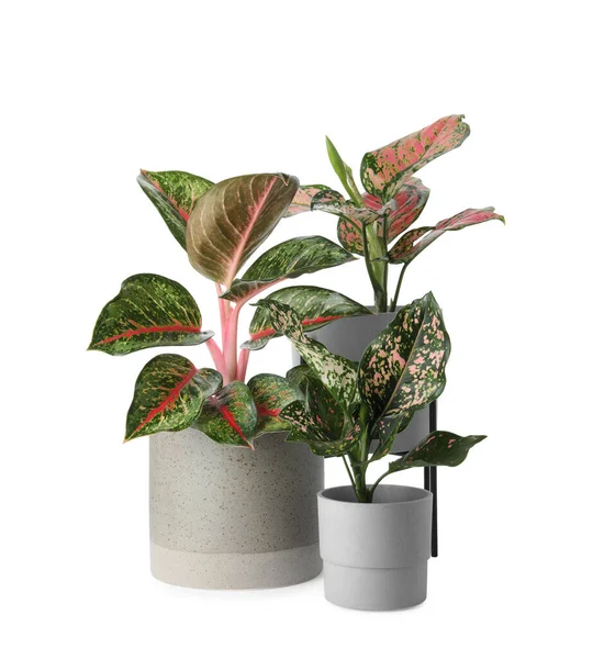 Belle Piante Aglaonema Vasi Fiori Isolati Bianco Arredamento Della Casa — Foto Stock