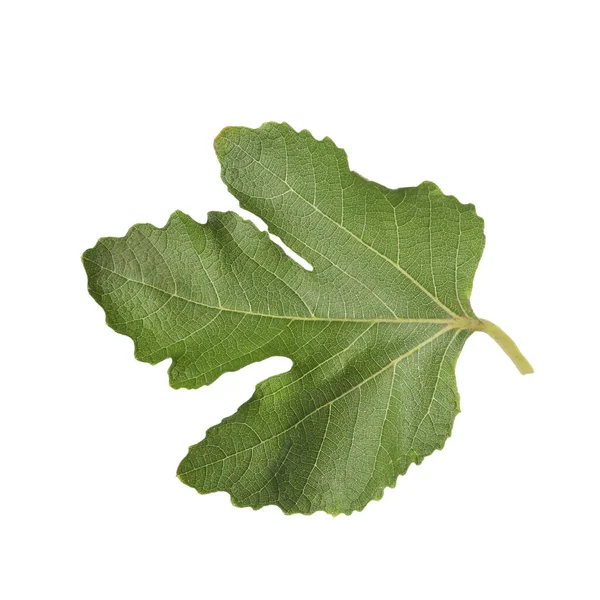 Fresh Green Fig Leaf Isolated White — Stock Photo, Image