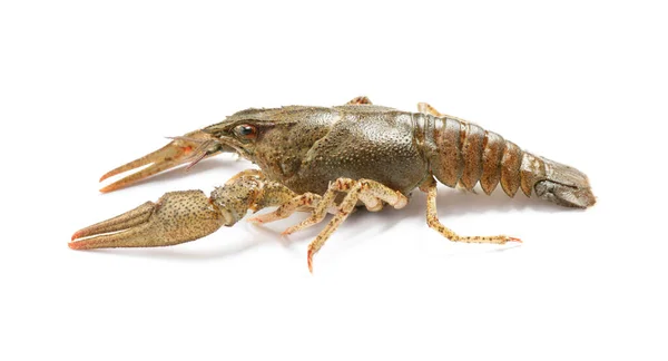 Fresh Raw Crayfish Isolated White Healthy Seafood — Stock Photo, Image