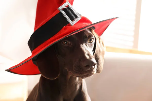 Adorable Perro Puntero Pelo Corto Alemán Sombrero Bruja Interior Primer — Foto de Stock