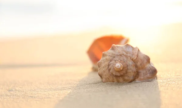 Sandy Beach Beautiful Seashell Sunny Day Closeup Space Text Stock Picture
