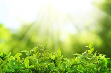 Çay çiftliği. Taze yeşil yapraklı bitkiler, yakın plan