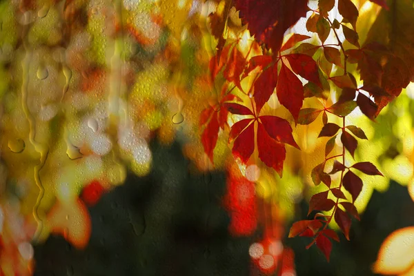 Beautiful autumn leaves on rainy day, view through window