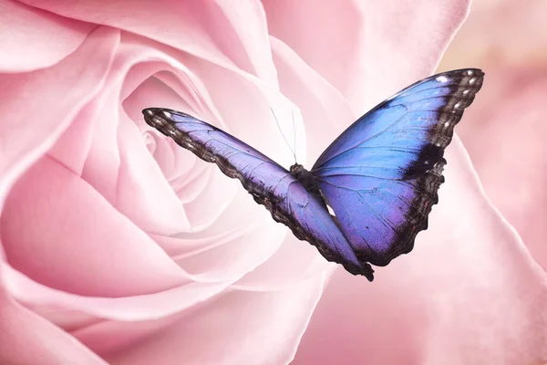 Incroyable Morpho Commun Papillon Sur Rose Gros Plan — Photo