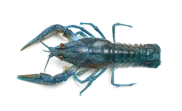 Écrevisses Bleues Isolées Sur Blanc Vue Dessus Crustacés Eau Douce — Photo