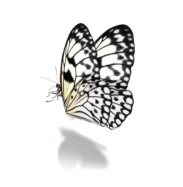 白色背景上美丽的米纸蝴蝶 — 图库照片