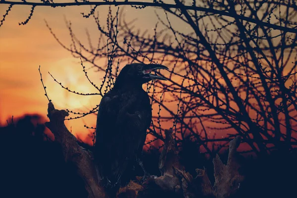 Cuervo Negro Espeluznante Cantando Bosque Miedo Noche Luna Llena — Foto de Stock
