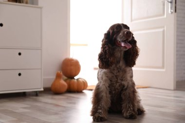Sevimli İngiliz Cocker Spaniel ve evde balkabakları, mesaj için yer. Cadılar Bayramı