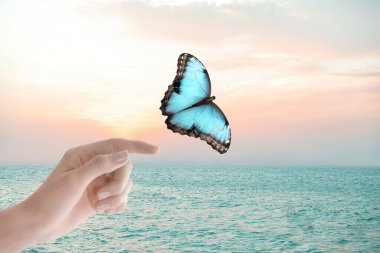 Morpho kelebeği gün batımında deniz kenarında bir kadından uçarak uzaklaşıyor.