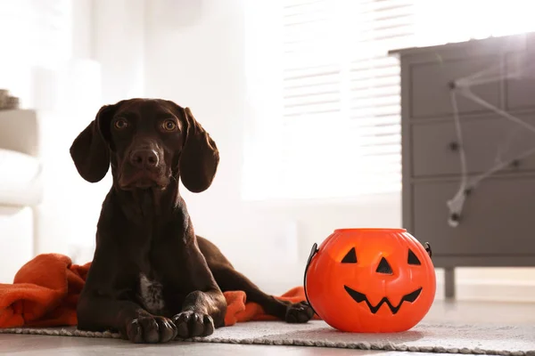 Adorable Perro Puntero Pelo Corto Alemán Con Truco Halloween Cubo — Foto de Stock