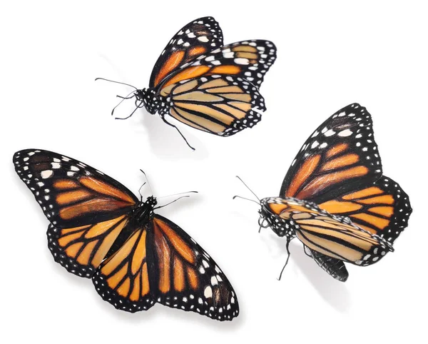 白い背景に美しい君主蝶のセット — ストック写真