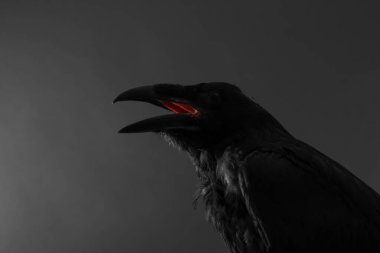 Koyu arkaplanda güzel bir kuzgun, yakın plan