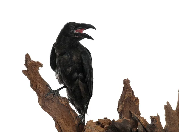 Beau Corbeau Commun Perché Sur Bois Sur Fond Blanc — Photo