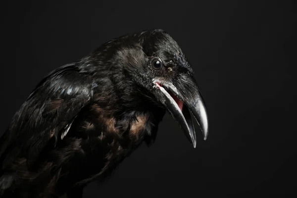 Hermoso Cuervo Común Sobre Fondo Oscuro Primer Plano —  Fotos de Stock