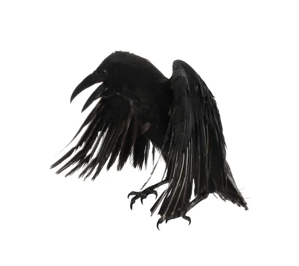 Beautiful Black Common Raven White Background — Stock Photo, Image