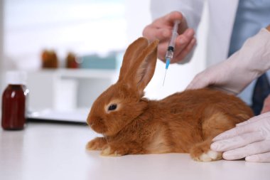 Profesyonel veterinerler klinikte tavşan aşısı yapıyor.
