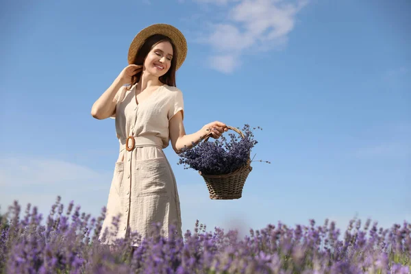 Wanita Muda Dengan Keranjang Penuh Bunga Lavender Lapangan — Stok Foto