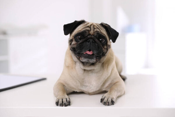 Cute pug dog on white table in clinic. Vaccination day