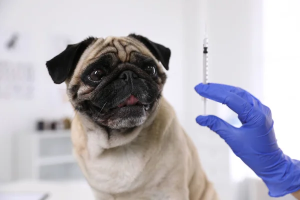 Professional Holding Syringe Vaccine Cute Pug Dog Clinic Closeup — Stock Photo, Image