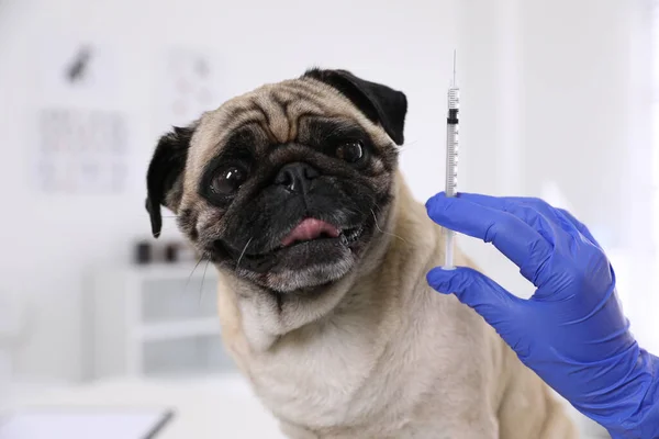 Professional holding syringe with vaccine near cute pug dog in clinic, closeup