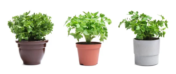 Conjunto Com Plantas Salsa Vaso Sobre Fundo Branco Design Banner — Fotografia de Stock