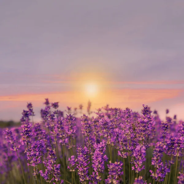 Erstaunliches Lavendelfeld Bei Sonnenuntergang Nahaufnahme — Stockfoto
