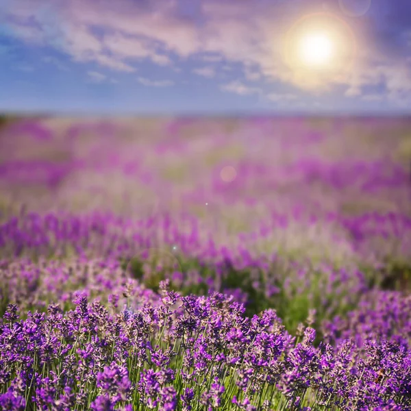 Vacker Himmel Över Lavendelfält Solig Dag — Stockfoto