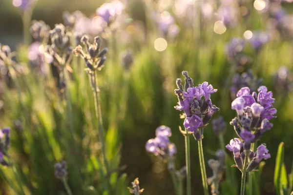 Hermosas Flores Lavanda Iluminadas Por Sol Aire Libre Vista Cerca — Foto de Stock