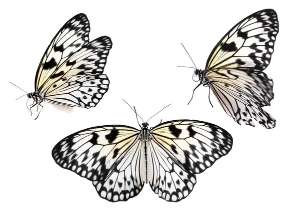 Ensemble Beaux Papillons Papier Riz Sur Fond Blanc — Photo