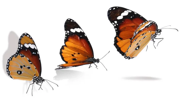 白い背景を飛んでプレーン虎蝶とコラージュ バナーデザイン — ストック写真