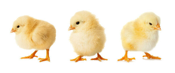 Three cute fluffy chickens on white background. Farm animals