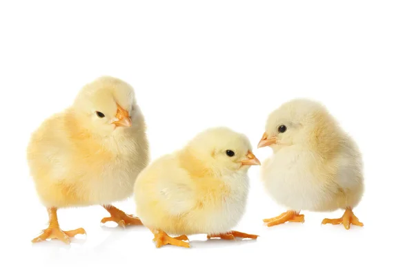 Три Милые Пушистые Цыплята Белом Фоне — стоковое фото