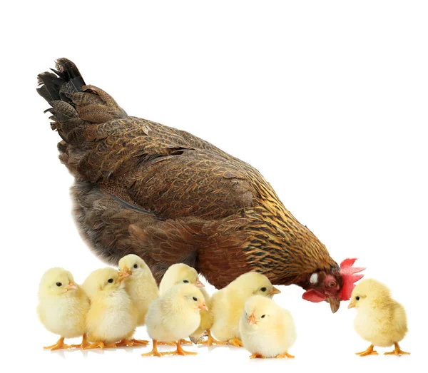 Курица Милыми Цыплятами Белом Фоне — стоковое фото