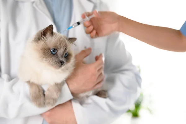 Veterinarios Profesionales Vacunando Gato Clínica Primer Plano — Foto de Stock